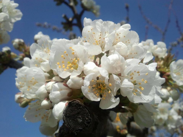 Arbol en flor