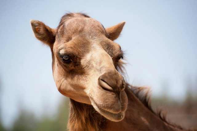  Aproveite os camelos 