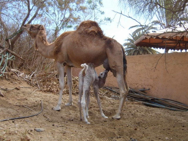  Baby camel suckling 