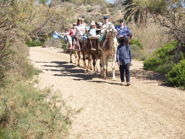  Itineraries with camels in Gran Canaria 