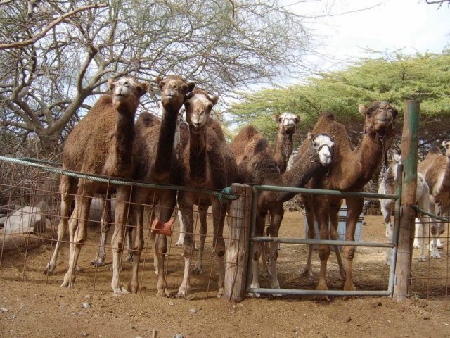  Our friends the camels 