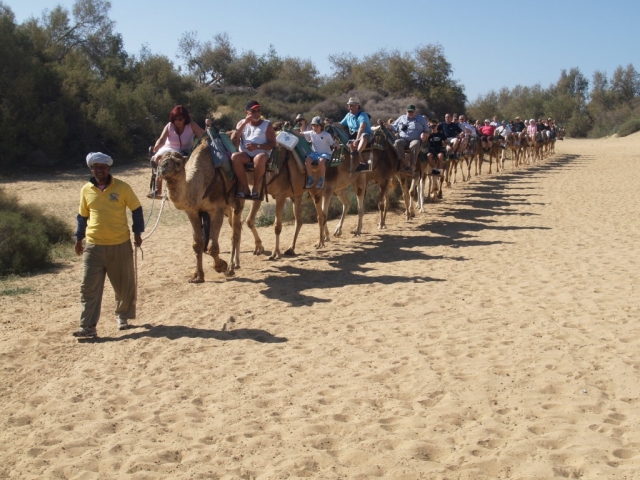  Guided camel routes 