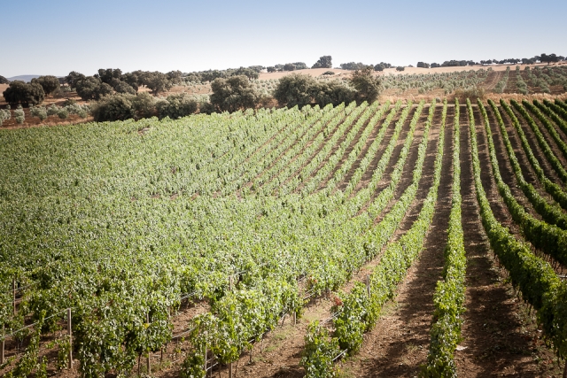 Viñedos