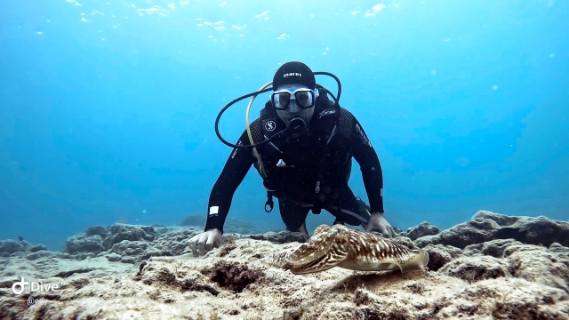 Explora las profundidades