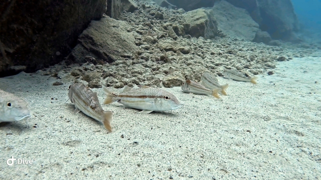 Descubre la vida marina