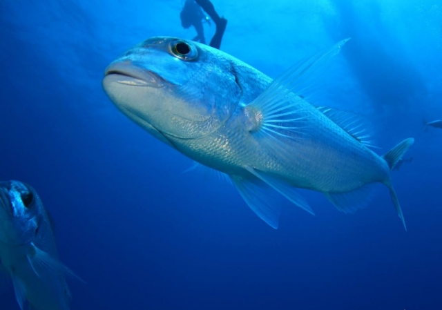 Bocinegro en el oceano