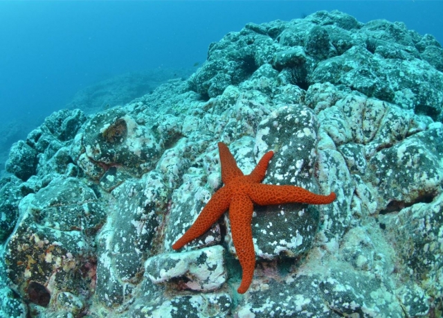 Estrella espinosa en el fondo marino