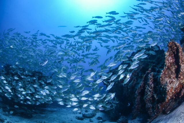 En las profundidades