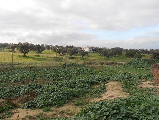 Vista de la zona Sur del campo