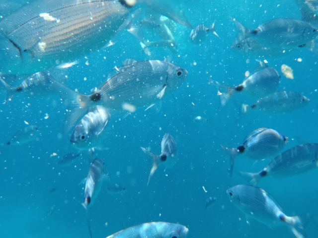 peces