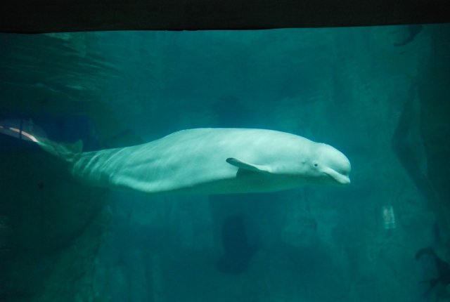  Beluga del Oceanografico in Valencia 
