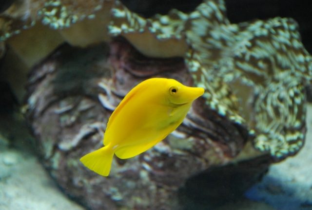  Specimen from the Oceanografic aquarium 