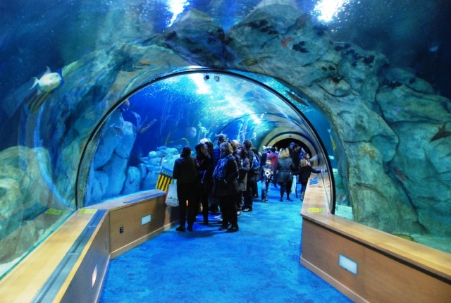  Oceanografic tunnel 