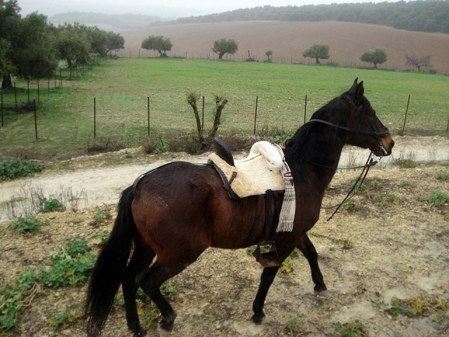 nuestros caballos