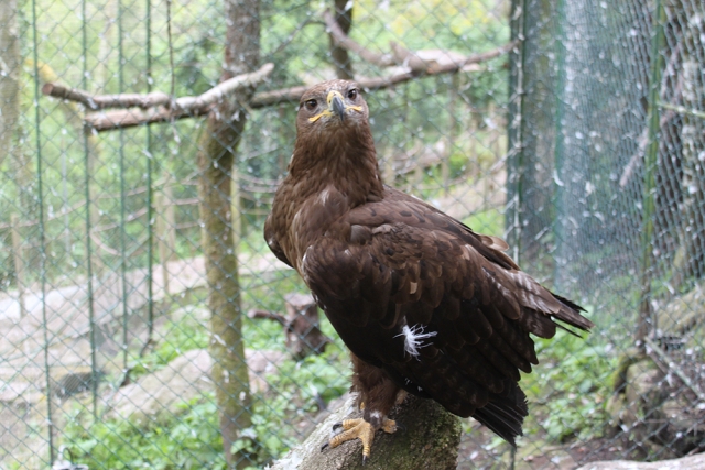 Águila esteparia