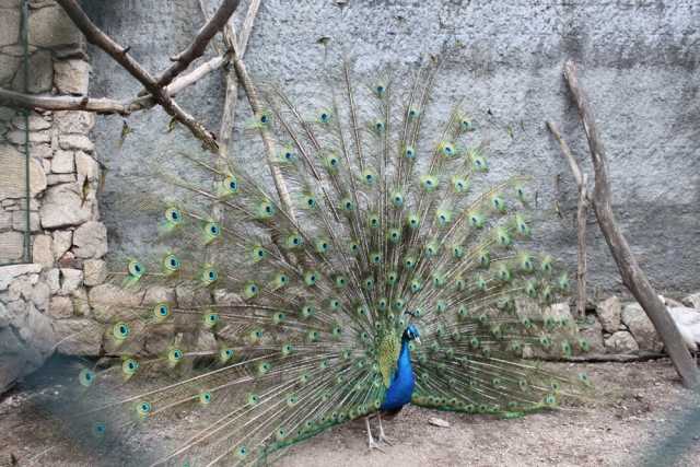 Pavo real de ala negra
