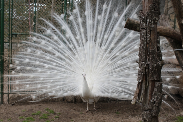 Pavo real blanco