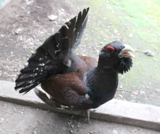 Urogallo