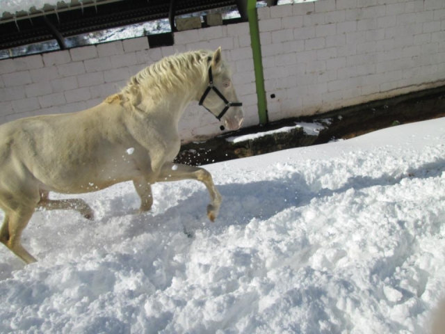 caballo albino