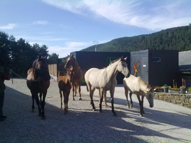 caballos de la granja