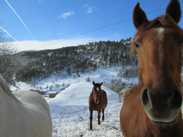 caballos en la nieve