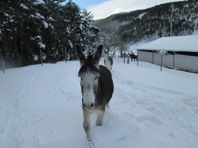burros campamento