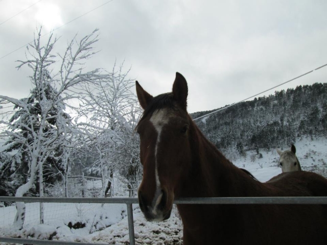 caballos morgovejo