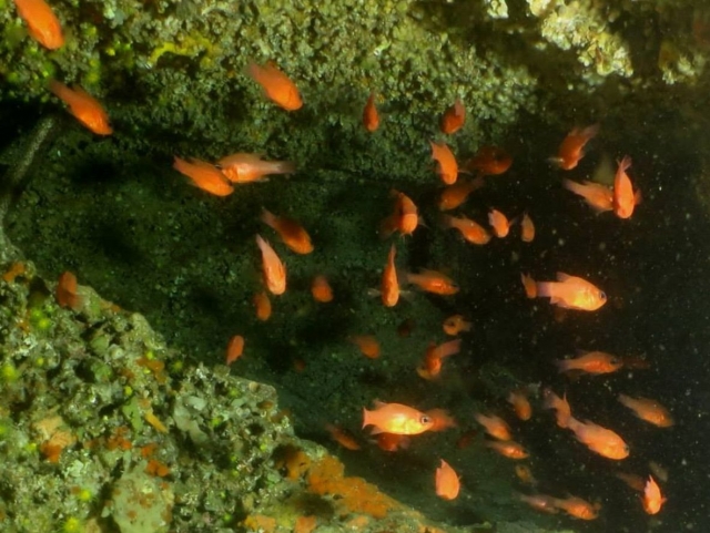  Les troglodytes, une des espèces que nous verrons. 