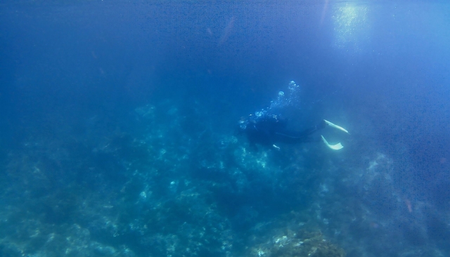  Among the marine vegetation 
