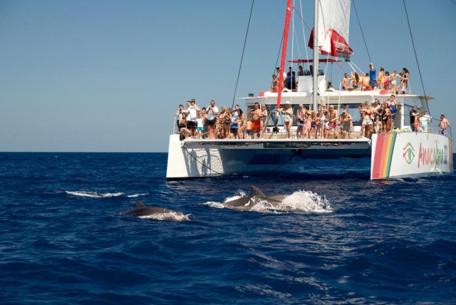  Den Delfinschwarm an Bord des Katamarans beobachten 