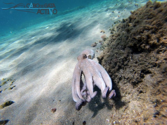 Pulpo bajo el agua