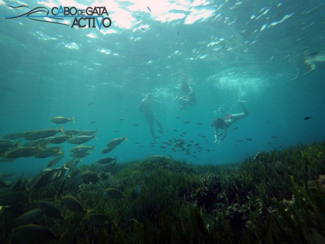 Entre bancos de peces
