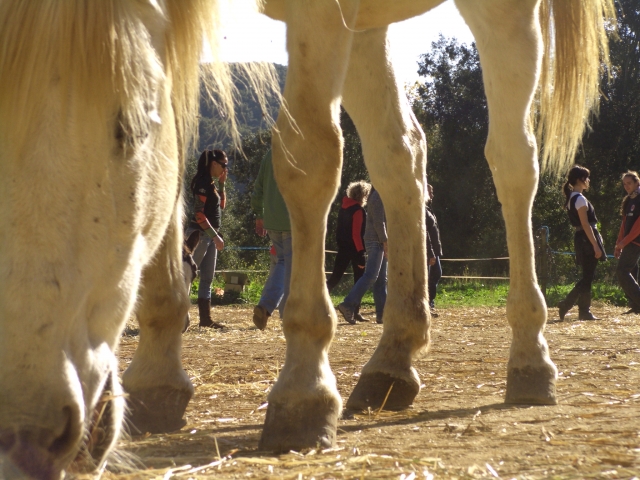 cursos y talleres. Autoconocimiento a traves del yoga y los caballos