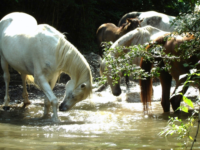 Caballos en Libertad en la riera de Salarsa