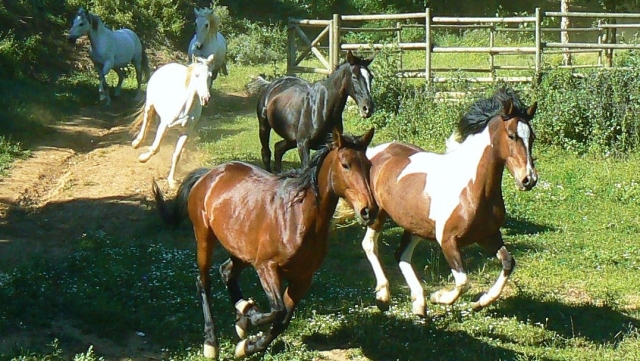 caballos en libertad TRAC