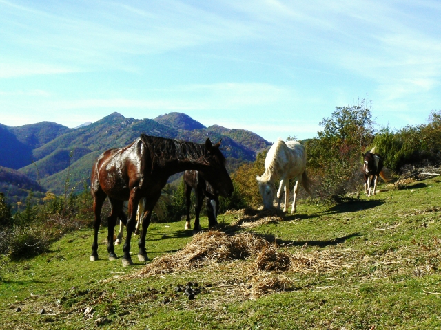 caballos en libertad TRAC