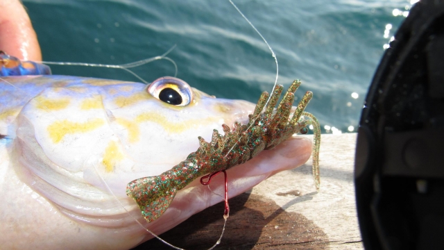 Pesca deportiva en la isla