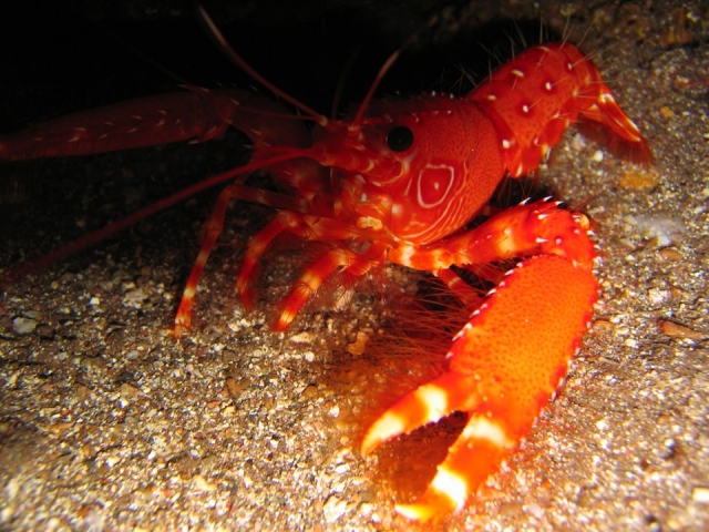  shrimp 