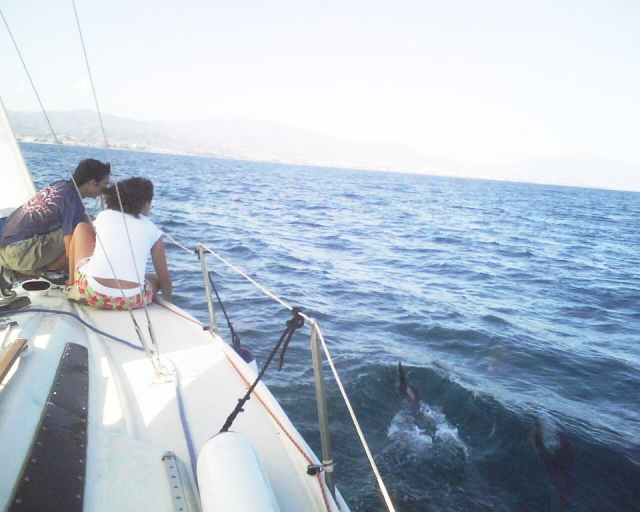 whale watching 