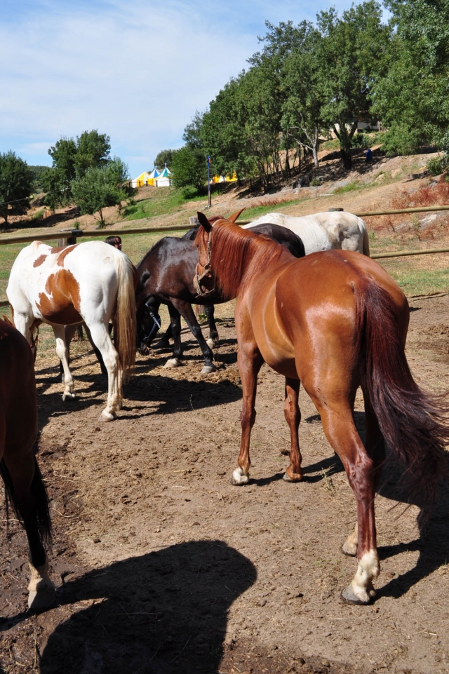 caballos