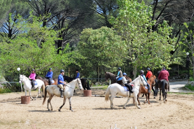  Premier contact avec les chevaux 