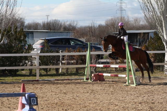 Salto de obstaculos hipico