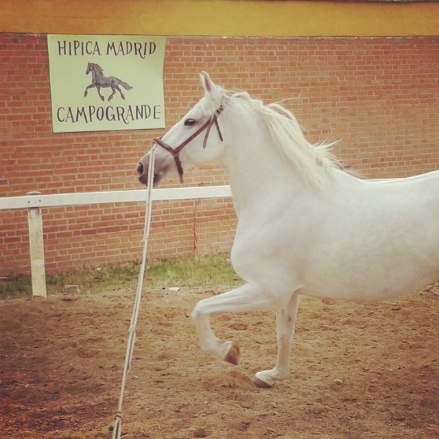 Uno de nuestros caballos blancos