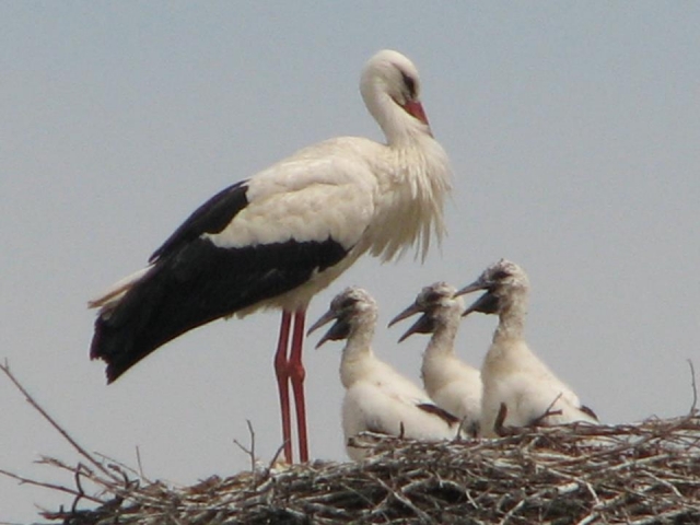 Aves