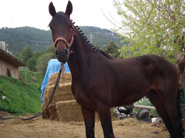 Potro Erato en la finca