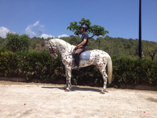Subido en caballo con pintas marrones