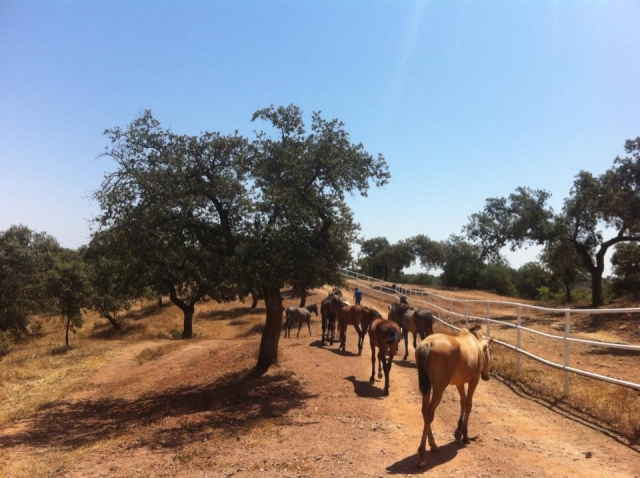 Caballos paseando al lado de la valla