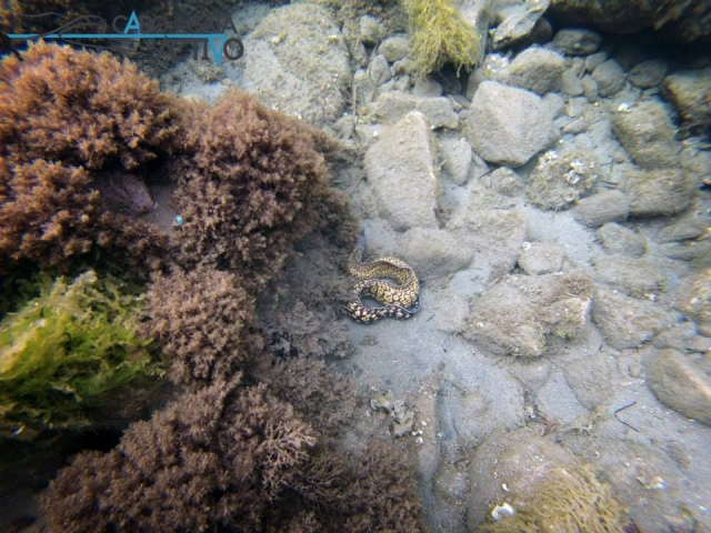 Animales marinos