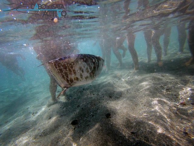Peces entre las piernas de los nadadores