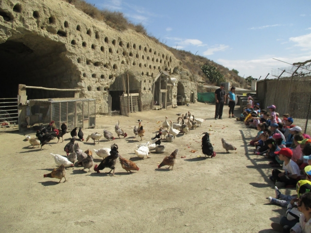 Poulets mangeant au camp de Grenade 